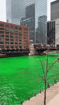 River Glows Green in Chicago for St. Paddy's Day
