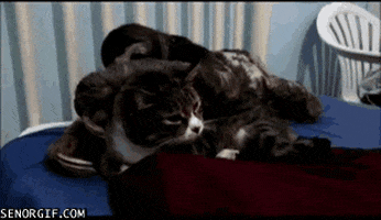 loving go to sleep GIF by Cheezburger