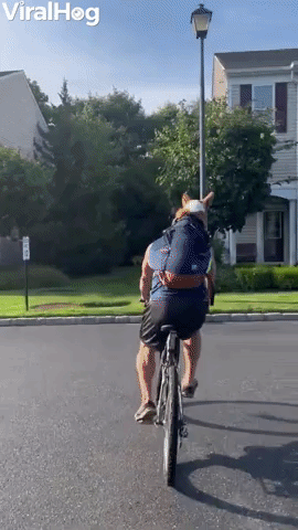Corgi Goes for Bike Ride