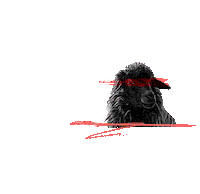 SebasKlinkert motivacion sebas lifehacks ovejanegra Sticker
