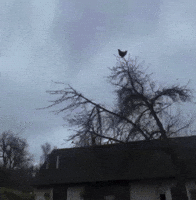 Aaaaaaaaaahhhhh GIF