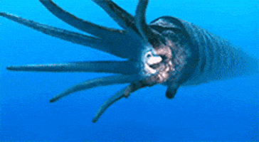 Bbc Ocean GIF