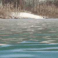 theHunterCOTW canada swim beaver alberta GIF