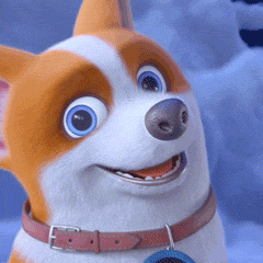 mocoaifay dance dog song corgi GIF