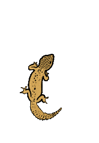 biancafreudenthaler gecko animallove biancafreudenthaler freudenthaler Sticker