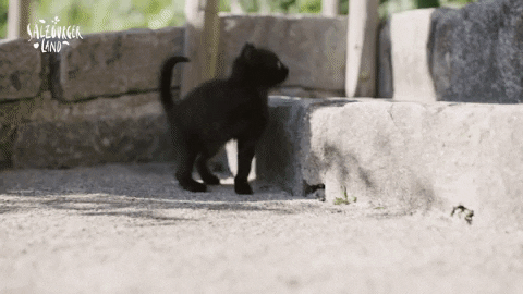 Black Cat GIF by SalzburgerLand