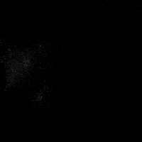 Cat GIF by @gallegoseba