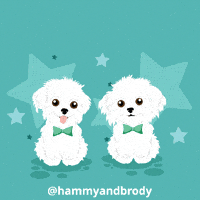 Dog GIF by HammyandBrody