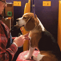 Dog GIF by Westminster Kennel Club
