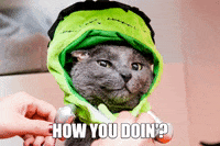 How You Doin Cat GIF by Best Friends Animal Society
