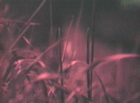 glitchedmemories  GIF