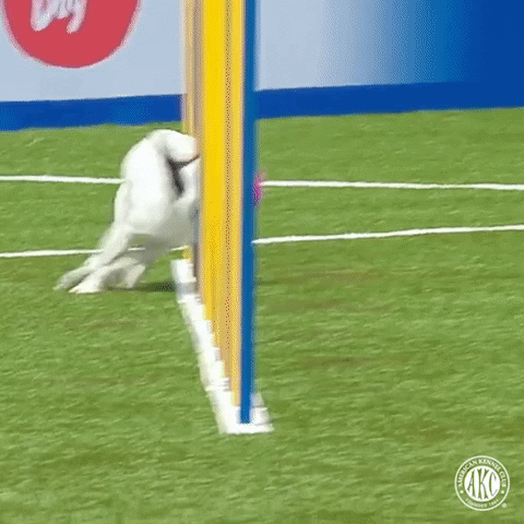 Weaves Espn GIF by American Kennel Club