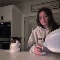 Cat Drinking GIF by Respective