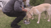 cesar GIF