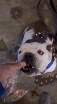 drake mascot GIF by DrakeUGriff