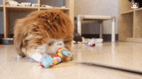 Kitten Attack