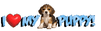 Guinea Pig Love Sticker