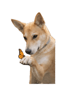 mimmilofstrand love dog nature sweet Sticker