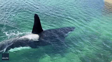 Killer Whale Swims Up Close to Pier in Orkney, Scotland