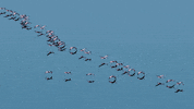 GIF by Our Planet