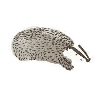 Porcupine Sticker by Little Planet