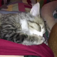 Adorable Kitten Sucks Thumb While Taking a Snooze