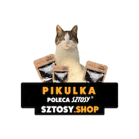 Cat Coconut Sticker by Sztosy.co