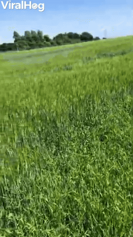 Happy Dog Bounds Through Grass