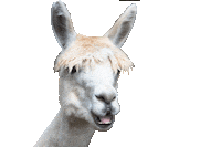 Airbnb Sticker by Your Alpaca Cottage