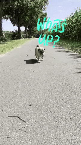 Dog Run GIF