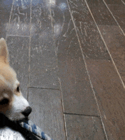 dog pulling GIF