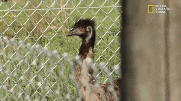 the incredible dr pol season 12 episode 8 GIF by Nat Geo Wild 