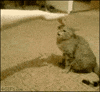 angry cat GIF