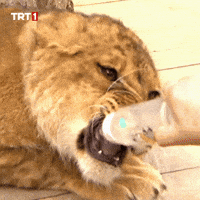 Hungry Baby GIF by TRT