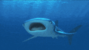 finding dory GIF by Disney/Pixar's Finding Dory