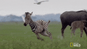 natgeowild running nat geo wild zebra savage kingdom GIF