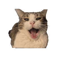 Excited Cat Sticker