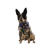Cattle Dog Sticker by Geekster Pets