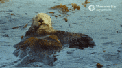 Sleepy Sea Otter GIF by Monterey Bay Aquarium