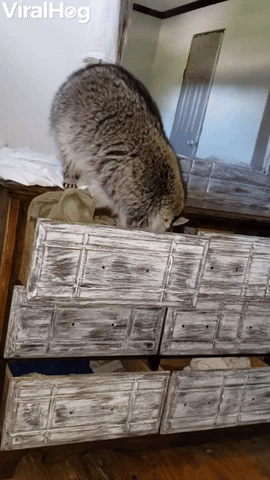 Raccoon Nestles in for a Nap