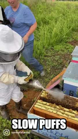 Bees Bee Keeper GIF by Storyful