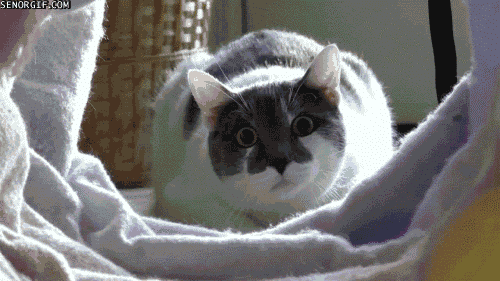 cat tunnel GIF by Cheezburger