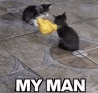 Cat Handshake GIF
