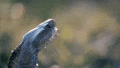 snake poison GIF
