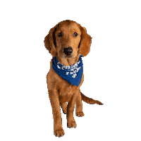 Football Touch Down Sticker by Puppy Bowl