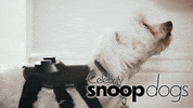 Celebrity Snoop Dogs GIF by Stellify Media