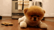 Dog Puppy GIF