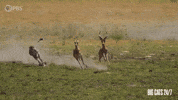 Season 2 Running GIF by PBS