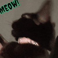 Angry Black Cat GIF