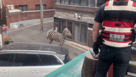 cuteanimalland giphyupload GIF